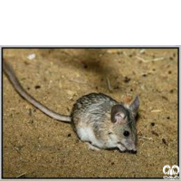 گونه همستر دم‌ دراز ایرانی  Calomyscus urartensis